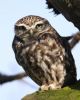 Little Owl at Canewdon (Jeff Delve) (66570 bytes)