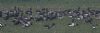 Pale-bellied Brent Goose at Wallasea Island (RSPB) (Jeff Delve) (36588 bytes)