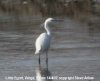 Little Egret at Vange Marsh (RSPB) (Steve Arlow) (11419 bytes)