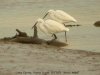 Little Egret at Potton Creek (Steve Arlow) (61203 bytes)
