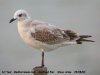 Mediterranean Gull at Southend Pier (Steve Arlow) (26474 bytes)