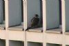 Peregrine Falcon at Baxter Avenue Southend (Don Petrie) (26581 bytes)