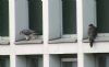 Peregrine Falcon at Baxter Avenue Southend (Don Petrie) (46939 bytes)