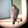 Peregrine Falcon at Baxter Avenue Southend (Don Petrie) (53339 bytes)