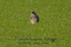 Peregrine Falcon at Paglesham Lagoon (Steve Arlow) (59008 bytes)