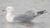 Ring-billed Gull at Westcliff Seafront (Paul Griggs) (24546 bytes)