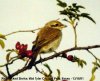 Red-backed Shrike at Wat Tyler Country Park (Steve Arlow) (25312 bytes)