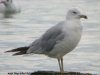 Ring-billed Gull at Westcliff Seafront (Steve Arlow) (116311 bytes)