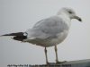 Ring-billed Gull at Westcliff Seafront (Steve Arlow) (37886 bytes)