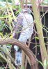 Sparrowhawk at Applerow, Eastwood (Don Petrie) (73053 bytes)