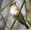 Spotted Flycatcher at Gunners Park (Steve Arlow) (37755 bytes)