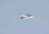 Hen Harrier at Wallasea Island (RSPB) (Jeff Delve) (14335 bytes)