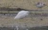 Cattle Egret at Vange Marsh (RSPB) (Don Petrie) (39486 bytes)