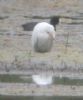 Cattle Egret at Vange Marsh (RSPB) (Don Petrie) (20871 bytes)