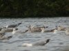 Caspian Gull at Paglesham Reach (Steve Arlow) (143376 bytes)