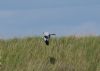 Hen Harrier at Wallasea Island (RSPB) (Graham Mee) (69714 bytes)