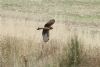 Hen Harrier at Wallasea Island (RSPB) (Matt Bruty) (55262 bytes)