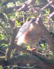 Sparrowhawk at Applerow, Eastwood (Don Petrie) (94068 bytes)