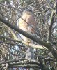 Sparrowhawk at Applerow, Eastwood (Don Petrie) (130800 bytes)