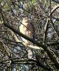 Sparrowhawk at Applerow, Eastwood (Don Petrie) (132083 bytes)