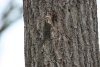 Treecreeper at Hockley Woods (Steve Arlow) (94905 bytes)