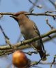 Waxwing at South Benfleet (Don Petrie) (75387 bytes)