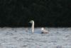 Whooper Swan at Paglesham Lagoon (Don Petrie) (61453 bytes)