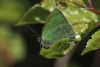 Green Hairstreak at Fossetts Park (Matt Bruty) (49449 bytes)