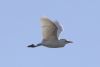Cattle Egret at West Canvey Marsh (RSPB) (Matt Bruty) (15962 bytes)