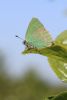 Green Hairstreak at Fossetts Park (Matt Bruty) (34996 bytes)