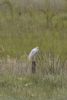 Cattle Egret at West Canvey Marsh (RSPB) (Matt Bruty) (46947 bytes)